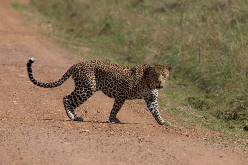 A young male leopard crosses the road tentatively in front of us