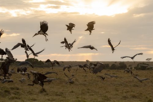 The aerial scavengers thrive in the Mara at this time of the year 