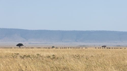 Though all over the place, the wildebeest are generally moving towards Tanzania 