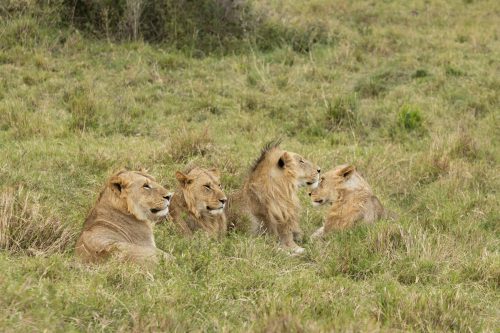 Four of the six Sausage Pride sub-adult males which now lead a nomadic life