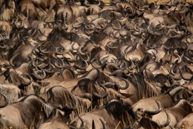 thousands of wildebeest in the Maasai Mara