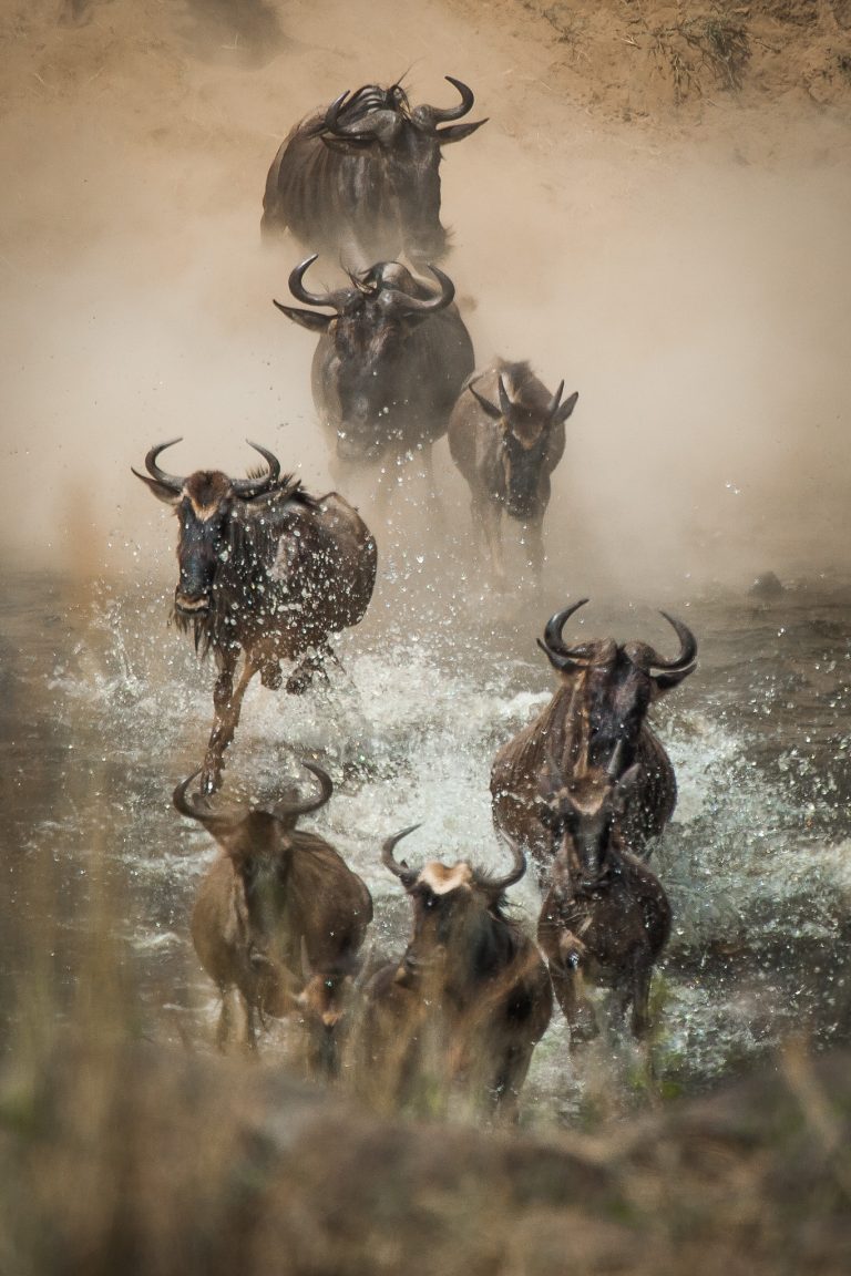 Wildebeest migration crossing Maasai Mara
