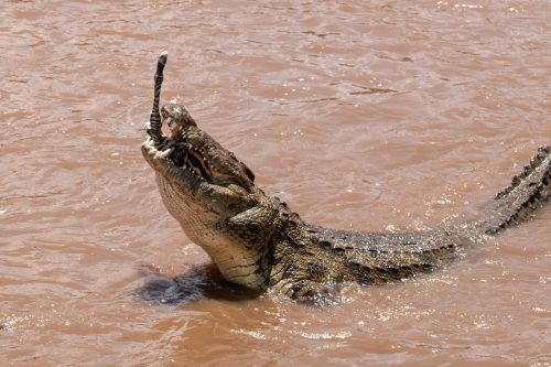 A zebra foal was no match for this giant crocodile