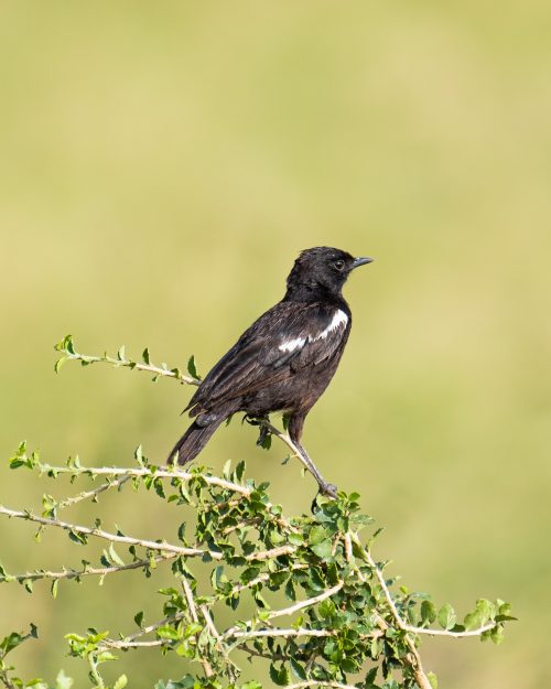The dashing male sooty chat 