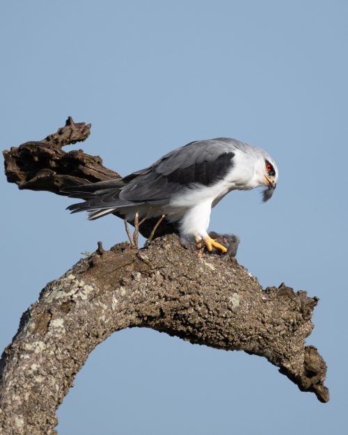 A black-winged kite prepping its meal