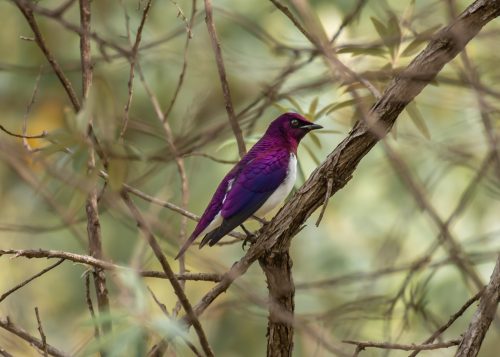 The stunning violet-backed starling