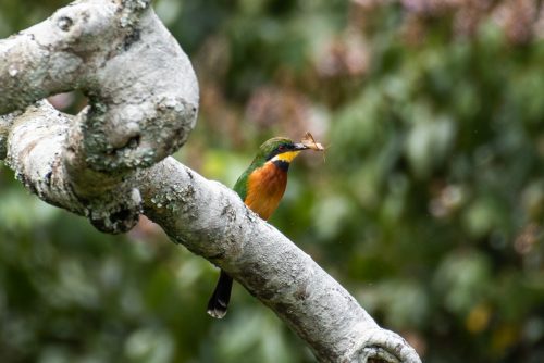 A cinnamon-chested bee-eater with a snack