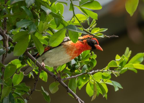 An inquisitive red-headed weaver