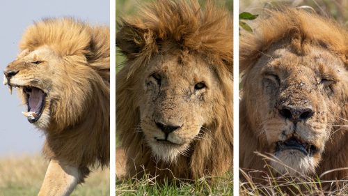 October 2020, July 2021, and September 2021  – life isn't always easy for the king of the jungle 