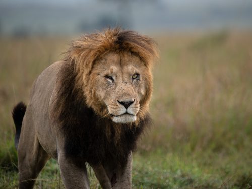 Chongo is an impressive lion, but for first time viewers he's extraordinary 