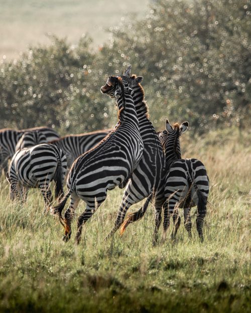 With piercing bites and powerful kicks zebras are able to cause serious damage