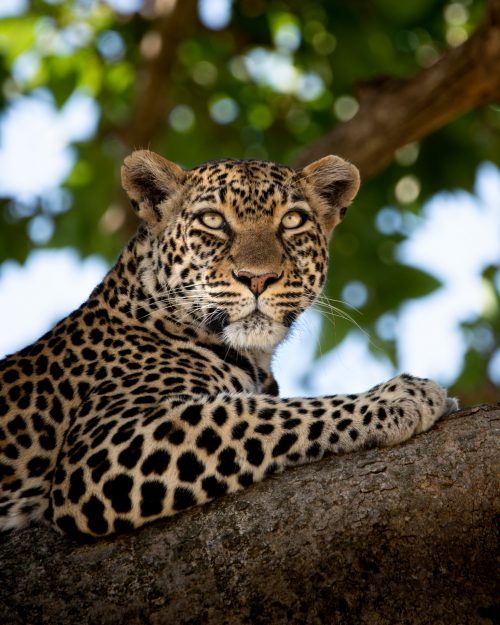 The Salt Lick female leopard looks out over the Mara from her vantage point 
