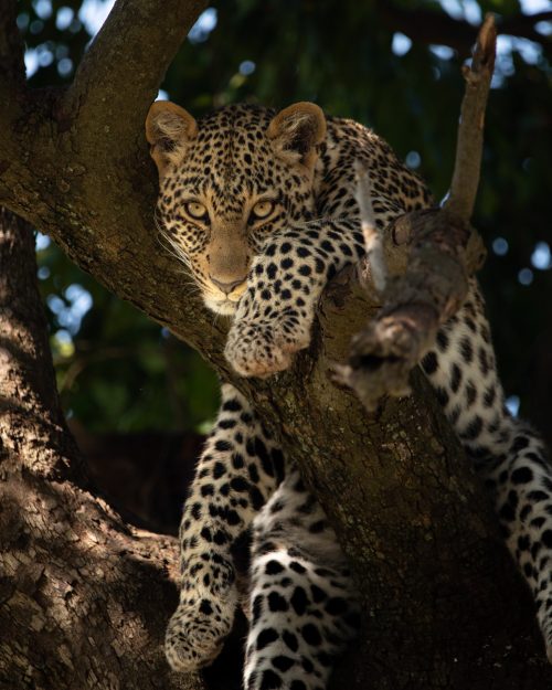Already a confident young leopard, we hope to see more of her as she matures