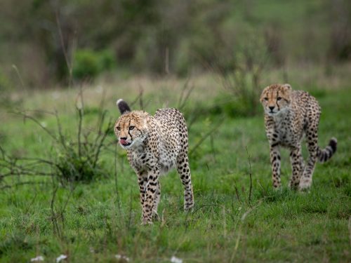 Raising three cheetah cubs to maturity takes skill and a bit of luck