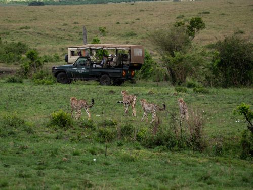 Neema and her cubs welcome Robert and Eric to the Greater Maasai Mara 