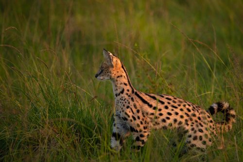 Good omen or not, seeing a serval is always a thrill