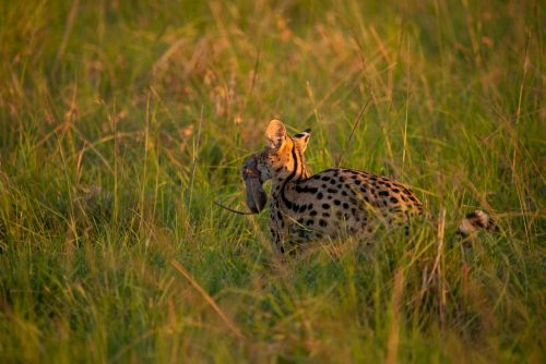 This won't be this serval's only meal - they can eat up to 1.4 kg of meat a day 