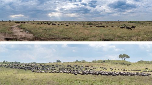 Panoramas are the best way to capture the sheer numbers of the herds 