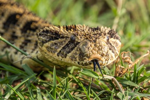 A puff adder ready for his close up 
