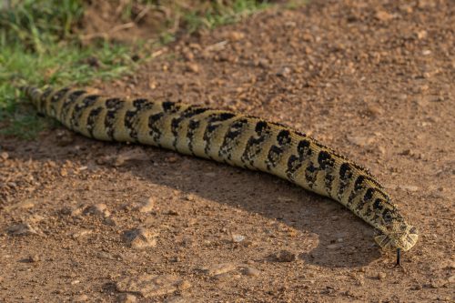 The stout body and distinctive colouring makes the puff adder easy to identify 