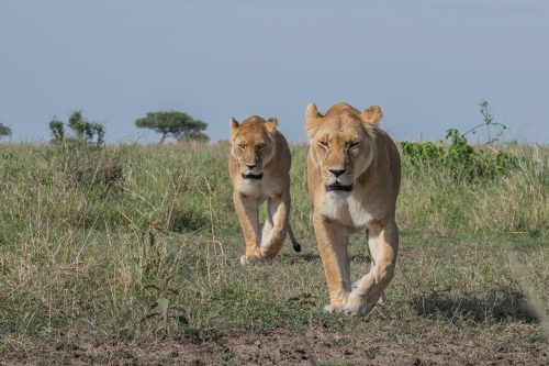 Two fellow Angama Pride females taking position