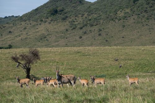 Whether a babysitter or a primary school teacher, this eland has a busy day ahead of her 