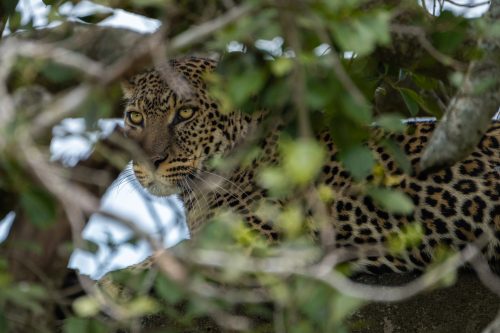 A stunning new female leopard on the scene