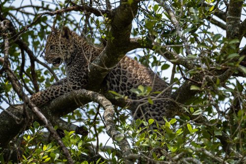 Her equally beautiful cub hiding out in the tree