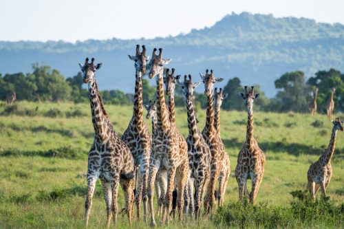 A large tower of giraffe, easily in the double digits