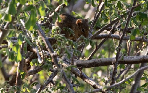 An ochre bush squirrel was a welcome sight
