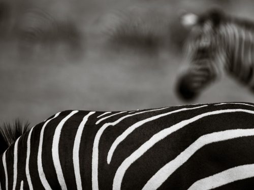A herd of zebra always allows some creative photography 