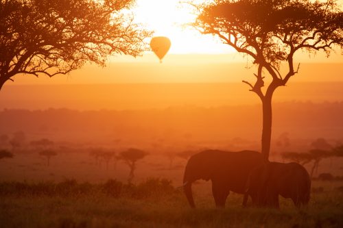Waking up at the crack of dawn to see the Mara in gold 