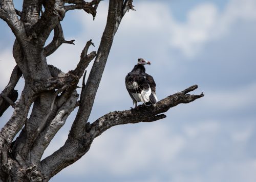 One of just 20 white-headed vultures in the Mara 