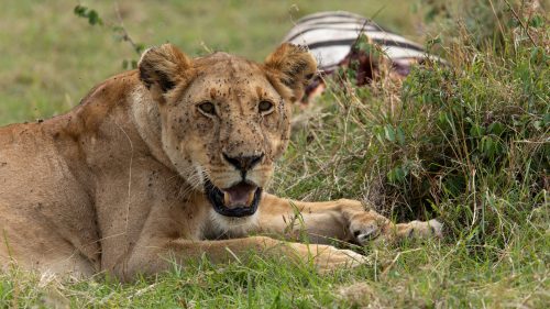 However, with the bizarre return of the Migration we are finding that various prides are reverting back to the easier meals – like this Border Pride lioness
