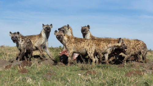 A clan of spotted hyenas doing their best to finish off a zebra before the vultures set in 