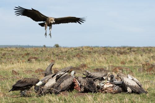 A white-backed vulture swoops in on the action