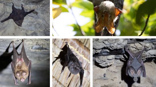Photographs and sound recordings helped identify the bats. Clockwise we have a sheath-tailed, yellow-winged, cape roundlef, Egyptian tomb and heart-nose bat