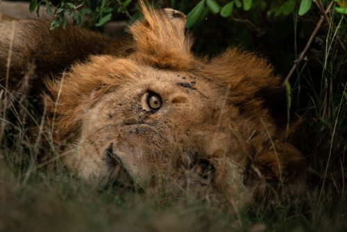 Harder times ahead for the lions of the Mara