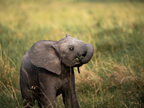 Life is a journey and baby elephants know how to enjoy the ride 