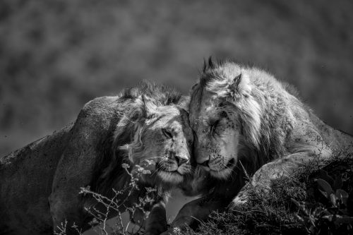 A warm embrace shared between lion brothers