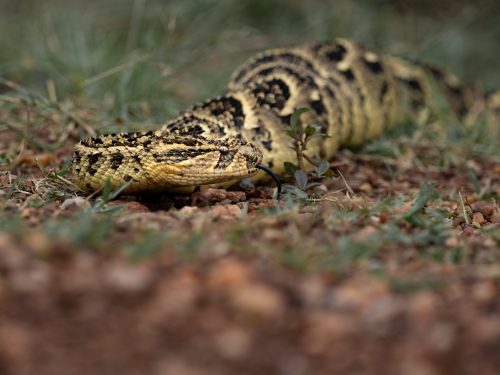 A puff adder goes about its business 