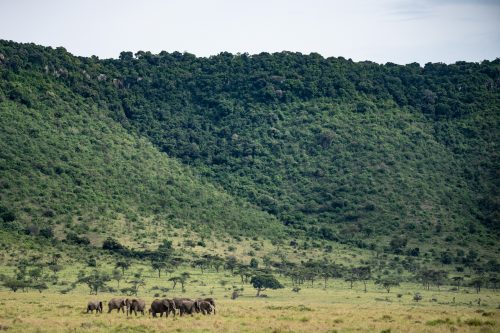 A herd of elephants munch on the grasses below the Oloololo escarpment 