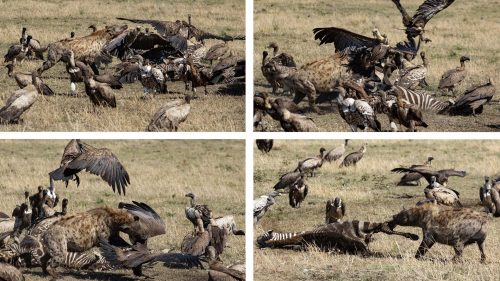 Hyena vs. vultures: utter pandemonium