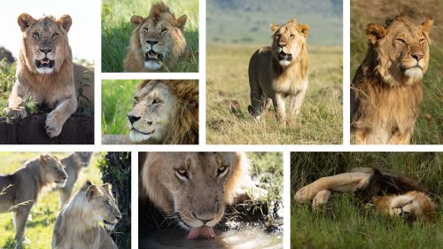 A glimpse of the male lions seen this week, including some unknowns and some familiar favourites, like Chongo (bottom right)