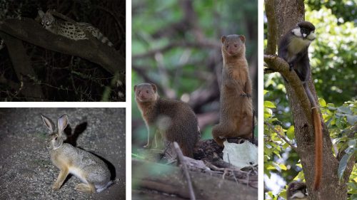 The smaller creatures were essential to reach the record; here we have a genet, hare, mongoose and red-tailed monkey