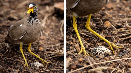 A wattled lapwing with poor choice in real estate