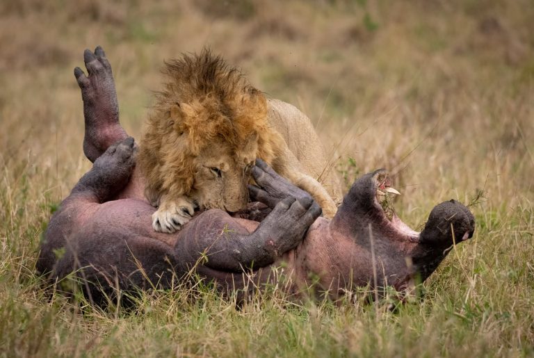 See the Strength of a Male Lion as it Drags a Massive Buffalo with