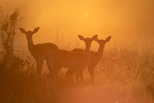 A small creche of young impala at first light