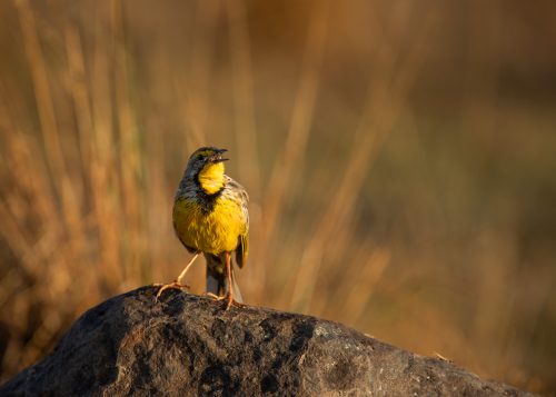 A yellow-throated longclaw launching into a chorus as the morning rays warm its beautiful chest