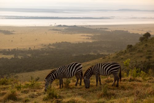 Zebras munching in the mist 